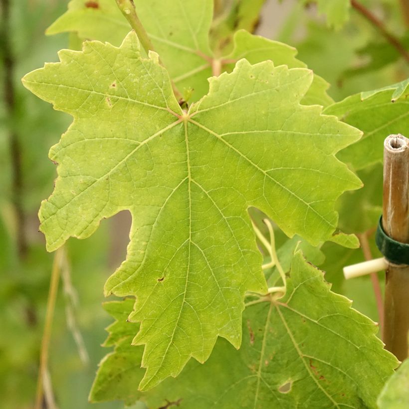 Druif Crimson Seedless (Blad)
