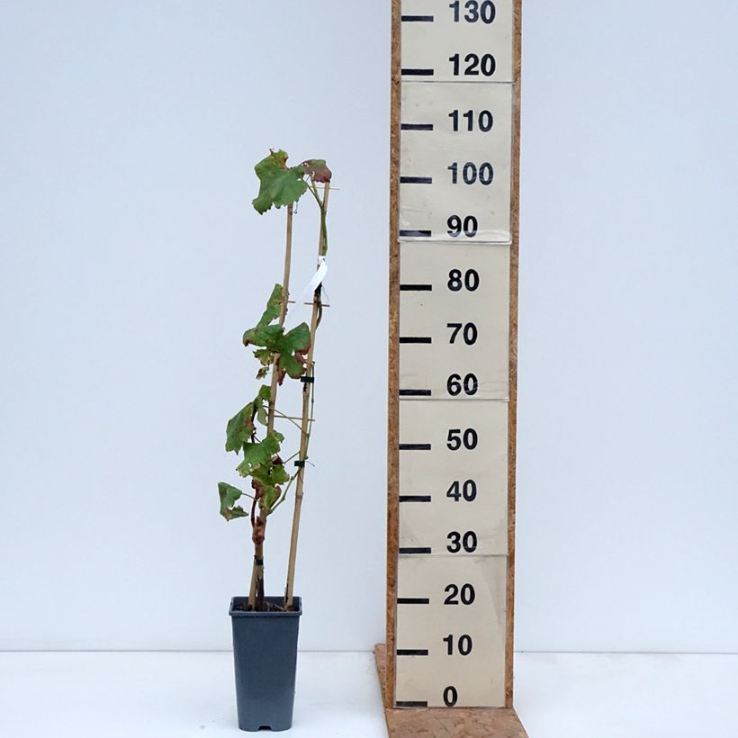 Exemplaar van Druif Crimson Seedless Pot van 3 l/4 l zoals geleverd in de herfst