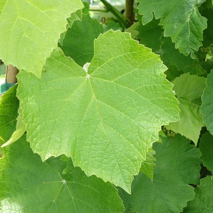 Tafeldruif Francese Bianca (Blad)