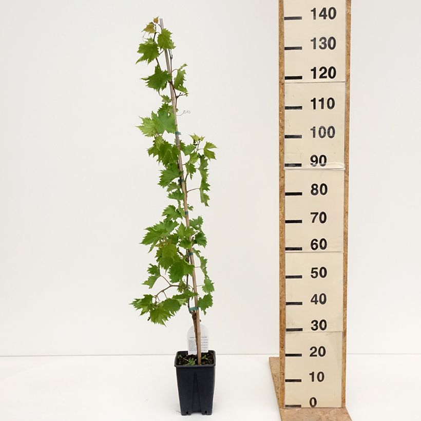 Exemplaar van Tafeldruif Francese Bianca Pot van 3 l/4 l zoals geleverd in de lente