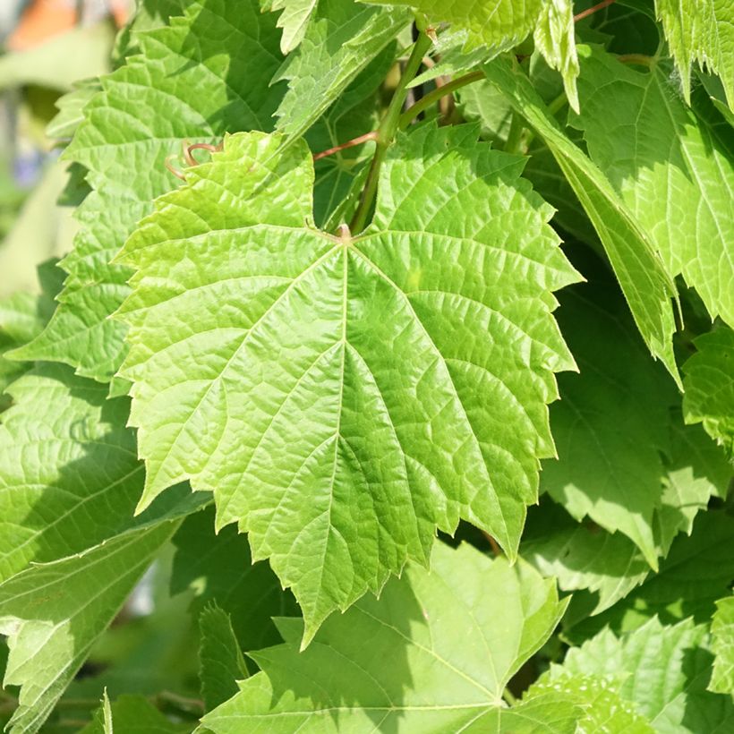 Tafeldruif Francese Nera (Blad)