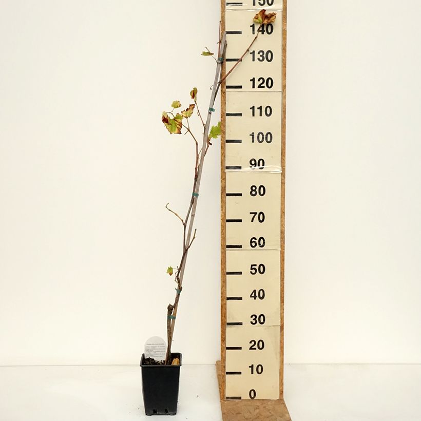 Exemplaar van Tafeldruif Francese Nera Pot van 1,5 l/2 l zoals geleverd in de herfst