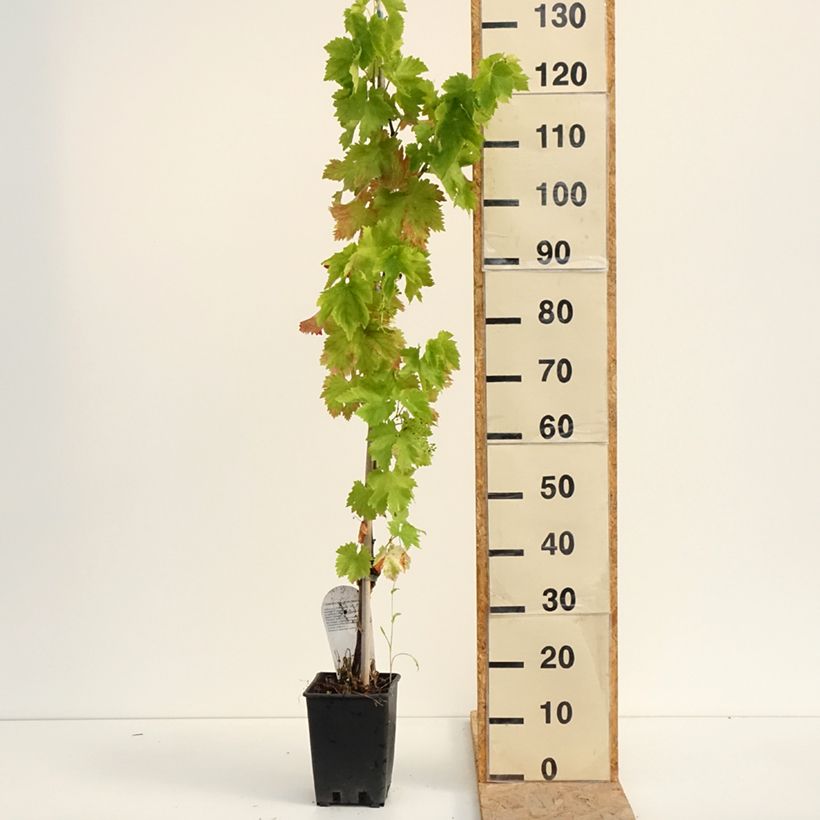 Exemplaar van Tafeldruif Leopold III Pot van 1,5 l/2 l zoals geleverd in de zomer