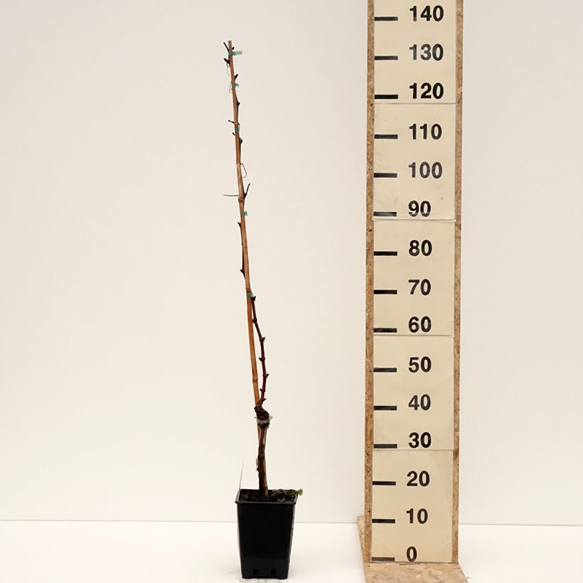 Exemplaar van Vigne de table Leopoldo - Vitis vinifera Pot de 1,5L/2L zoals geleverd in de winter