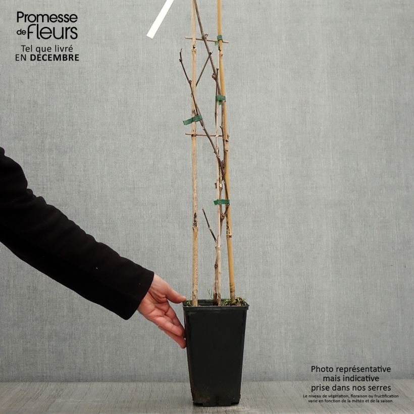 Exemplaar van Tafeldruif Lilla Pot van 3 l/4 l zoals geleverd in de herfst