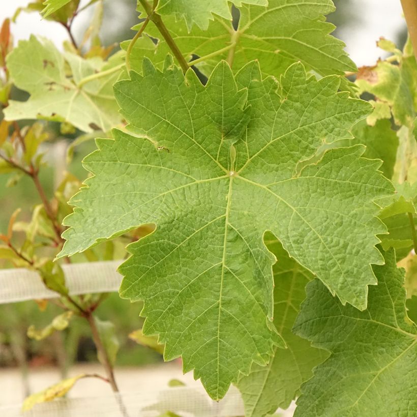 Tafeldruif Lilla (Blad)