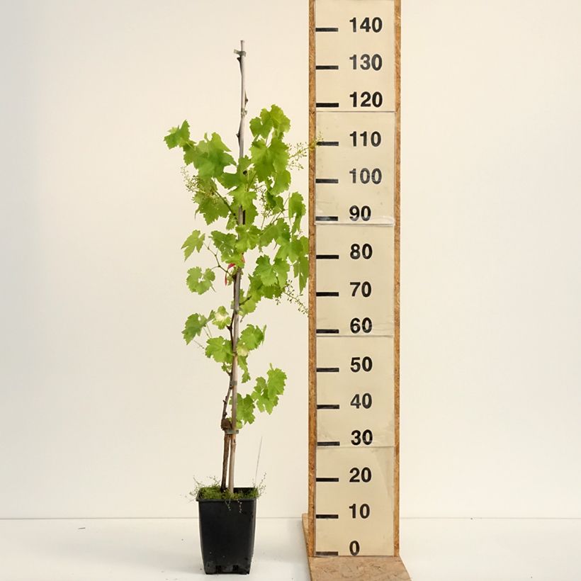 Exemplaar van Tafeldruif Luglienga Pot van 1,5 l/2 l zoals geleverd in de zomer