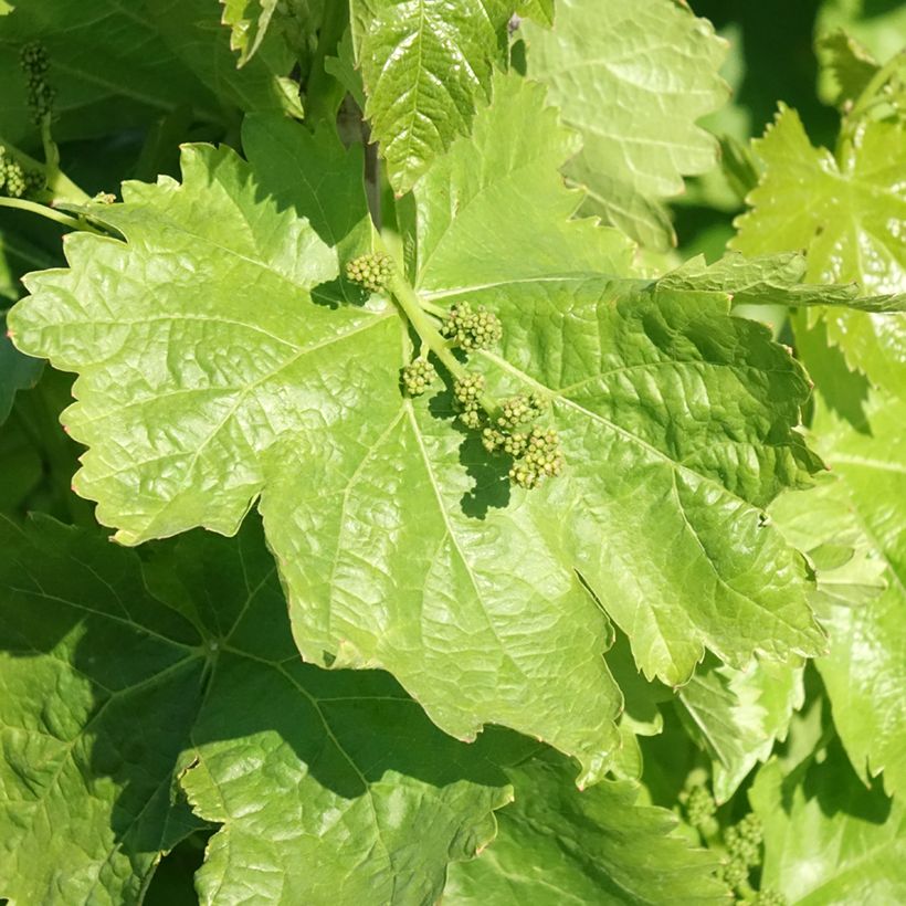 Tafeldruif Michele Palieri (Blad)