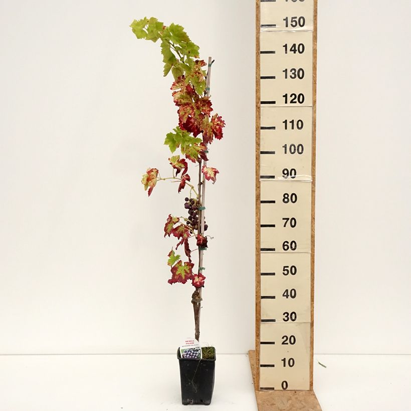 Exemplaar van Tafeldruif Michele Palieri Pot van 1,5 l/2 l zoals geleverd in de zomer