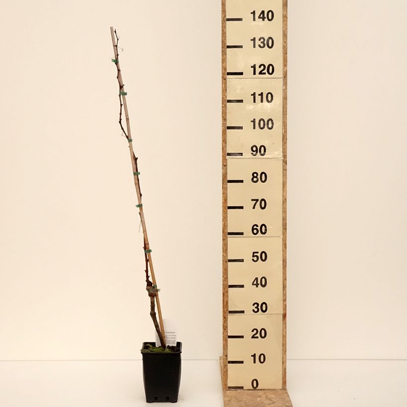 Exemplaar van Tafeldruif Michele Palieri Pot van 1,5 l/2 l zoals geleverd in de winter