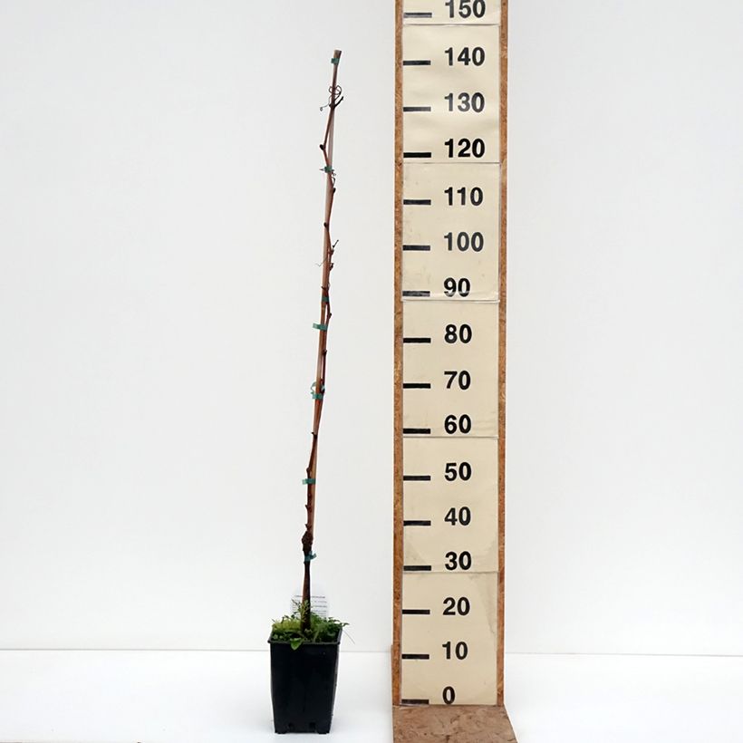 Exemplaar van Tafeldruif Moscato d'Adda Pot van 1,5 l/2 l zoals geleverd in de winter