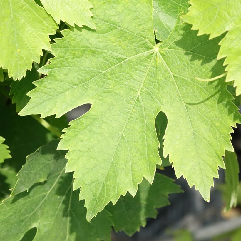 Tafeldruif Moscato Giallo (Blad)