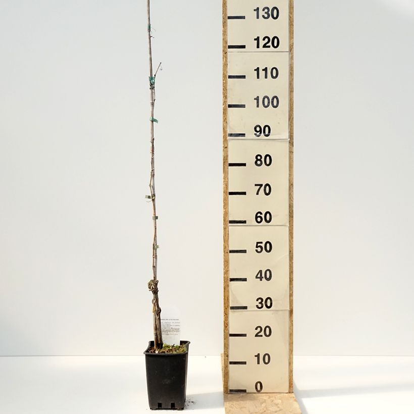 Exemplaar van Tafeldruif Moscato Giallo Pot van 1,5 l/2 l zoals geleverd in de lente