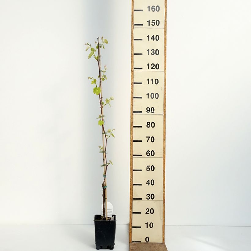 Exemplaar van Tafeldruif Opalina Pot van 1,5 l/2 l zoals geleverd in de lente