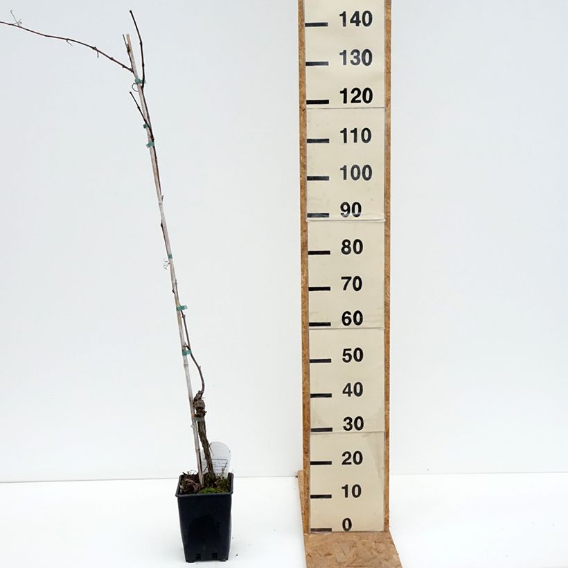 Exemplaar van Tafeldruif Opalina Pot van 3 l/4 l zoals geleverd in de herfst