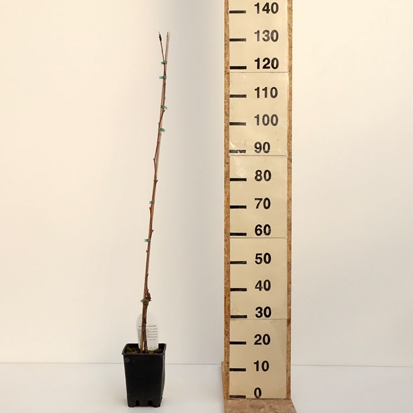 Exemplaar van Vigne de table Opalina - Vitis hybrida Pot de 3L/4L zoals geleverd in de winter