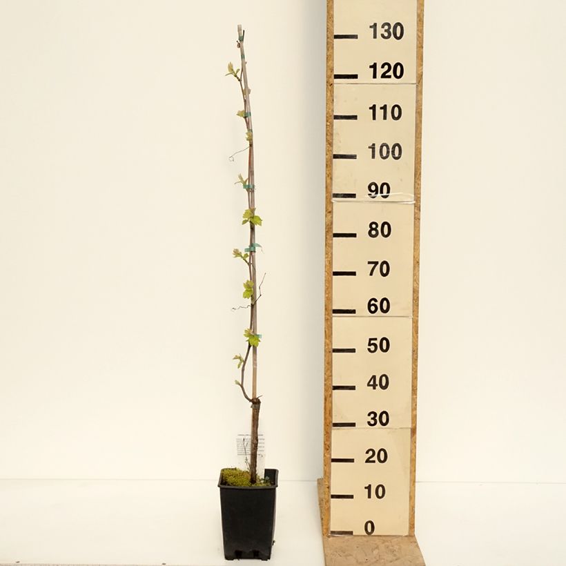 Exemplaar van Tafeldruif Opalina Pot van 3 l/4 l zoals geleverd in de lente