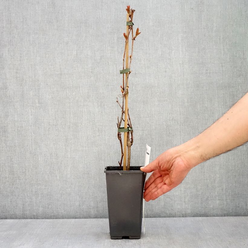 Exemplaar van Tafeldruif Picurka Pot van 1,5 l/2 l, Pol zoals geleverd in de lente