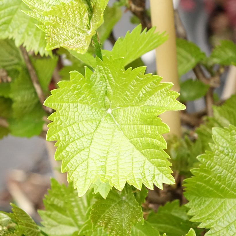 Tafeldruif Picurka (Blad)