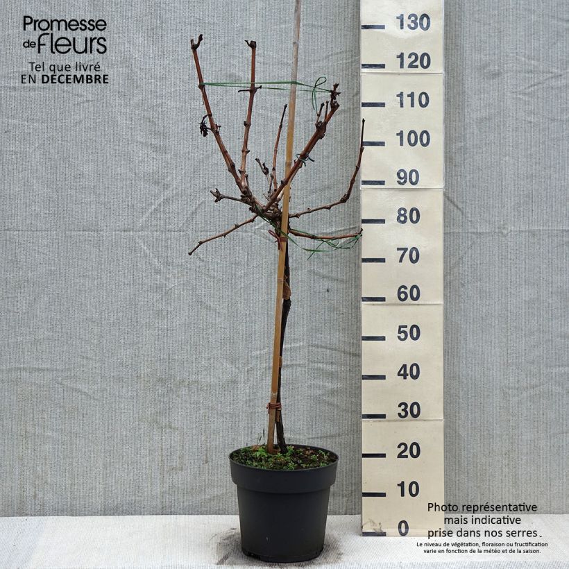 Exemplaar van Vigne de table Picurka - Vitis vinifera Pot de 7,5L/10L, Tige, Tige de 70 cm zoals geleverd in de winter
