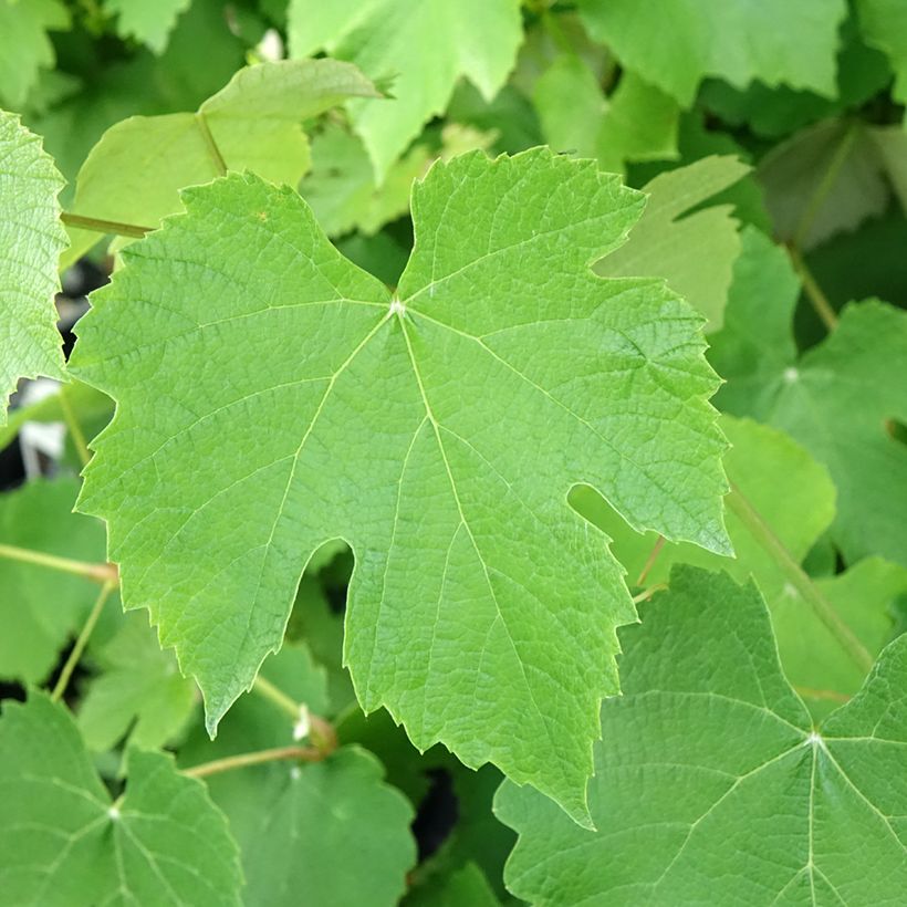 Tafeldruif Pizzutello Nero (Blad)