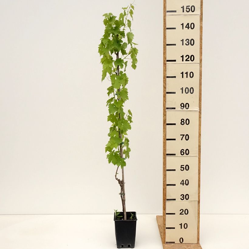 Exemplaar van Tafeldruif Regina dei Vigneti Pot van 1,5 l/2 l zoals geleverd in de lente