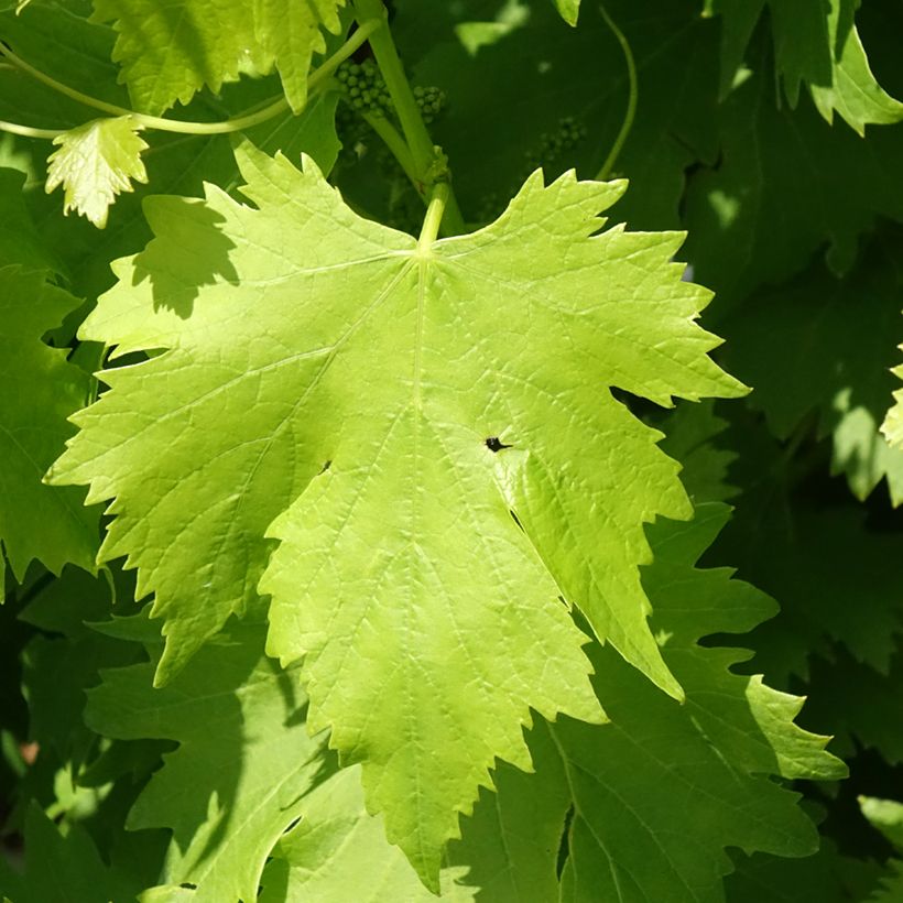 Tafeldruif Regina Nera (Blad)