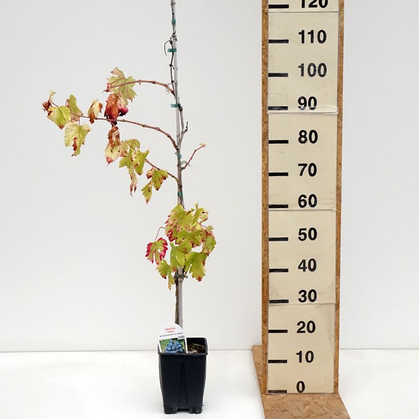 Exemplaar van Tafeldruif Regina Nera Pot van 1,5 l/2 l zoals geleverd in de herfst