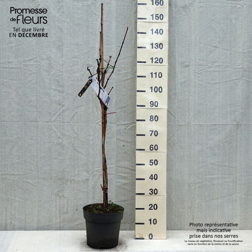 Exemplaar van Vigne de table Rhea - Vitis vinifera Pot de 7,5L/10L, Tige, Tige de 70 cm zoals geleverd in de winter