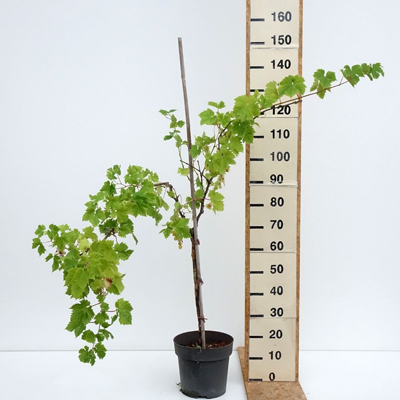 Exemplaar van Tafeldruif Rhea Pot van 7,5 l/10 l, Stengel zoals geleverd in de zomer