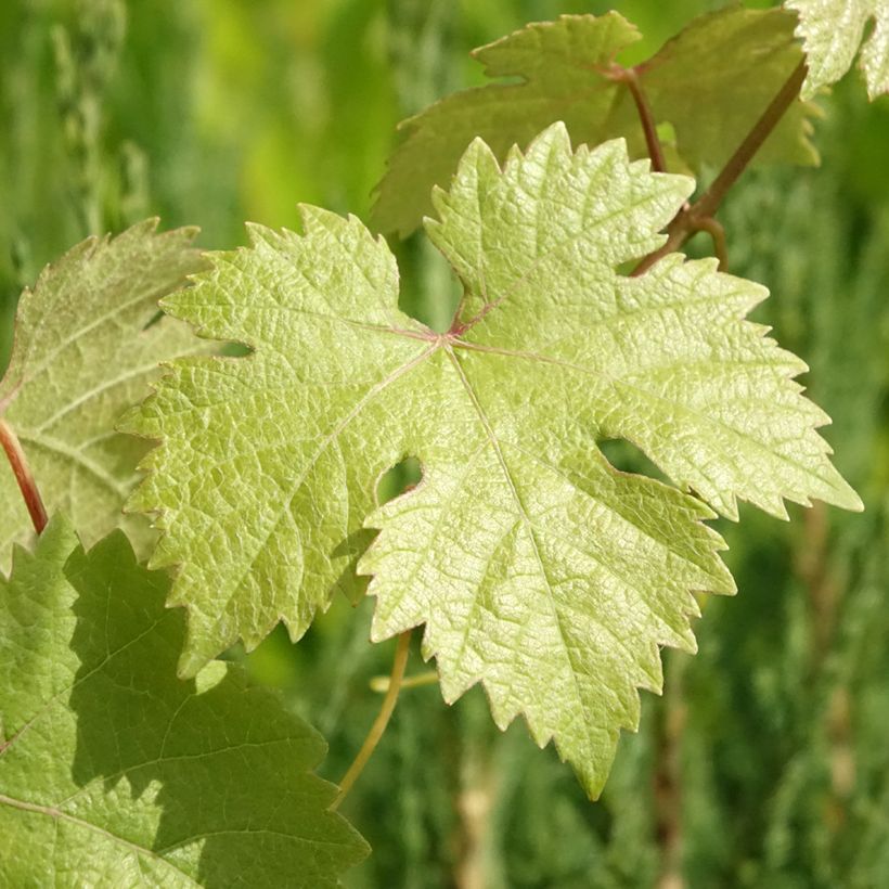 Tafeldruif Koning der Vroege (Blad)