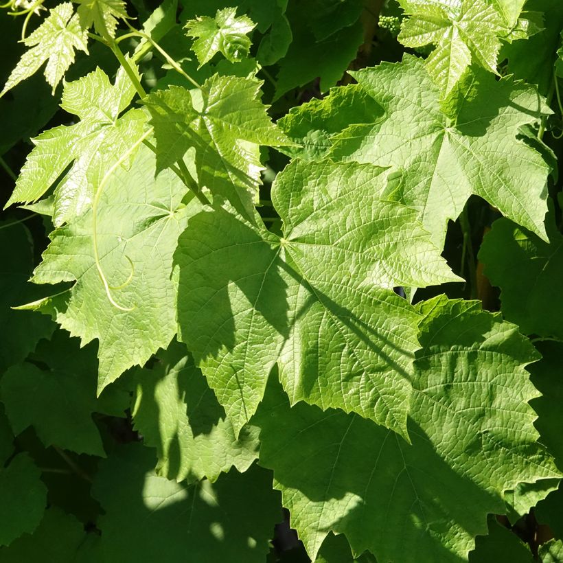 Tafeldruif Topazia (Blad)