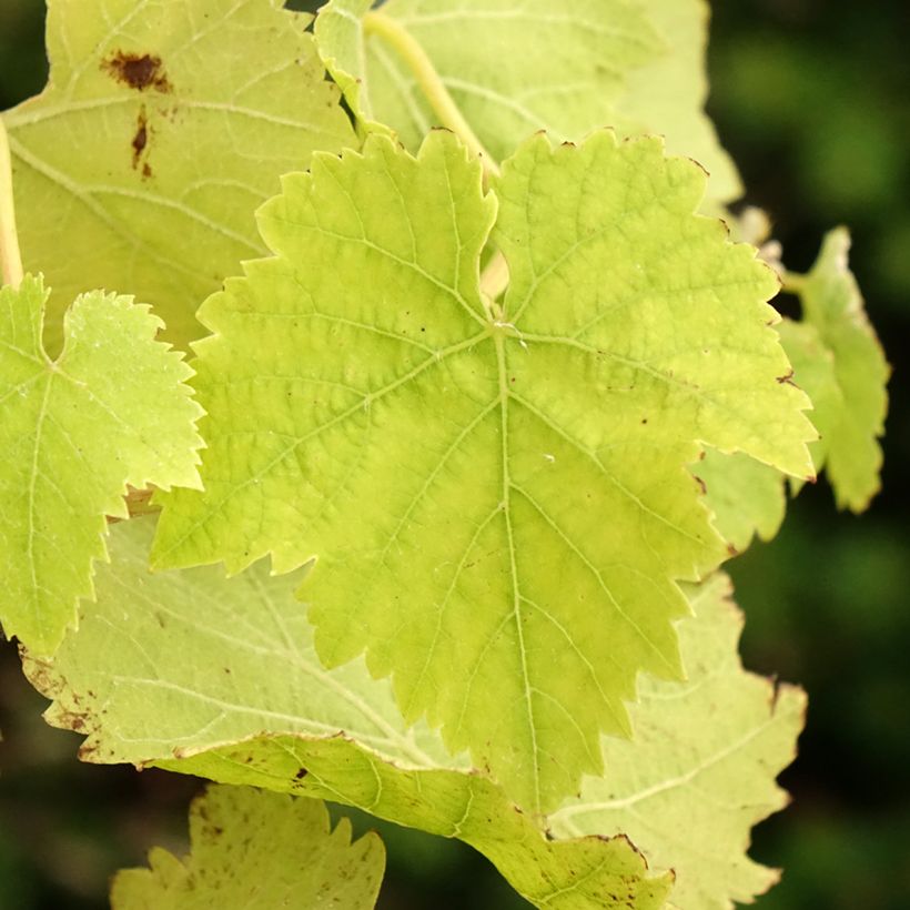 Tafeldruif Vanessa (Blad)
