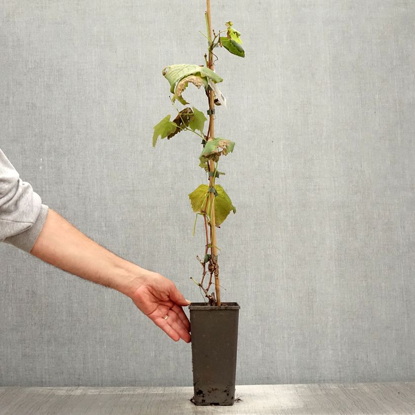 Exemplaar van Vigne de table Vanessa - Vitis vinifera Pot de 2L/3L zoals geleverd in de herfst
