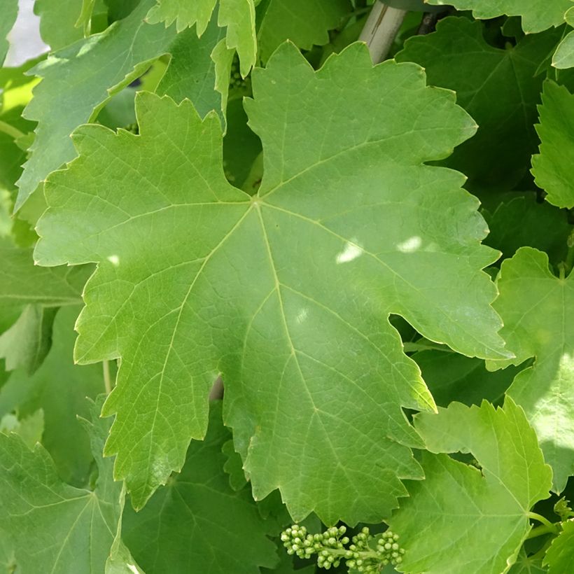 Tafeldruif Vittoria (Blad)