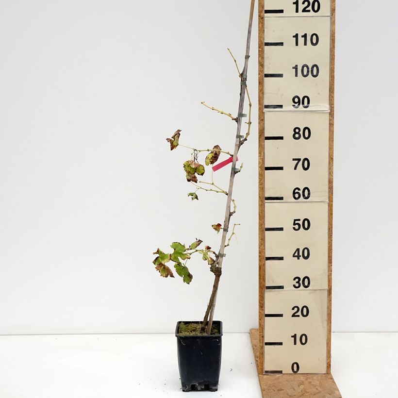 Exemplaar van Tafeldruif Vittoria Pot van 1,5 l/2 l zoals geleverd in de herfst