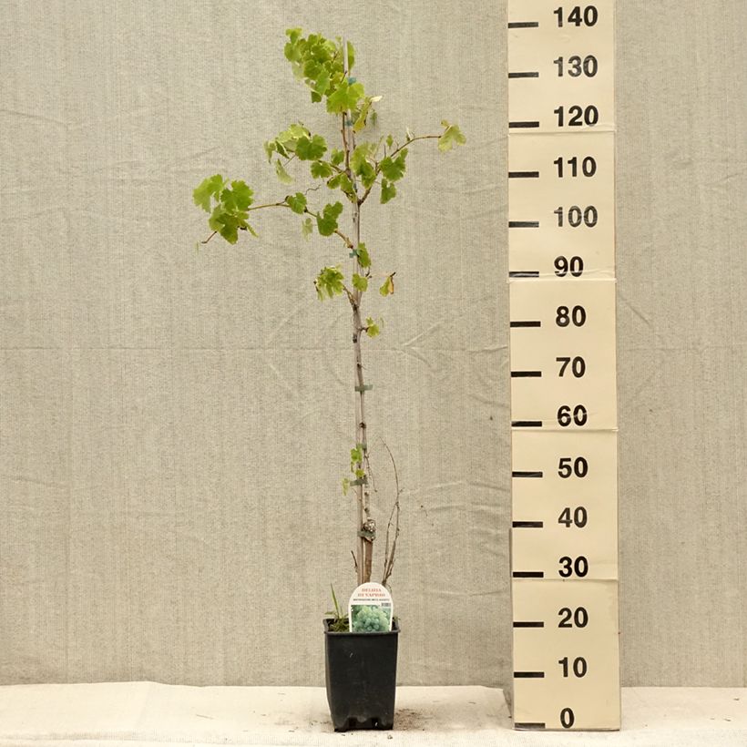 Exemplaar van Vitis Delizia di Vaprio - Wijnstok Pot van 3 l/4 l zoals geleverd in de zomer