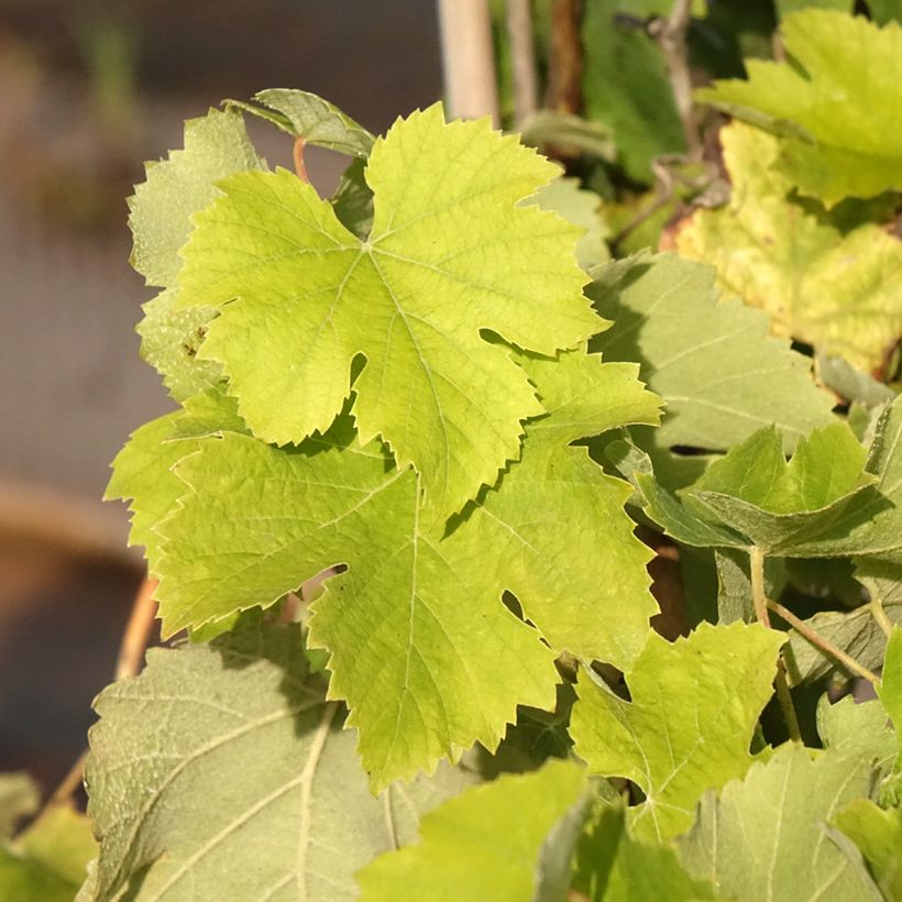 Vitis Delizia di Vaprio - Wijnstok (Blad)