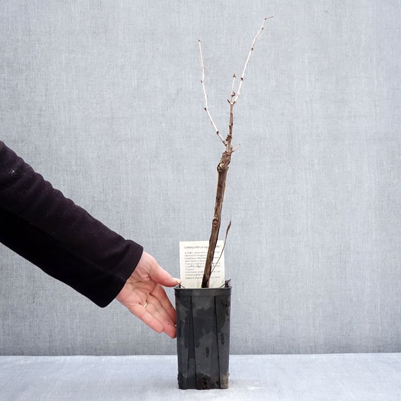 Exemplaar van Druif Dolcetto Pot van 1,5 l/2 l zoals geleverd in de winter