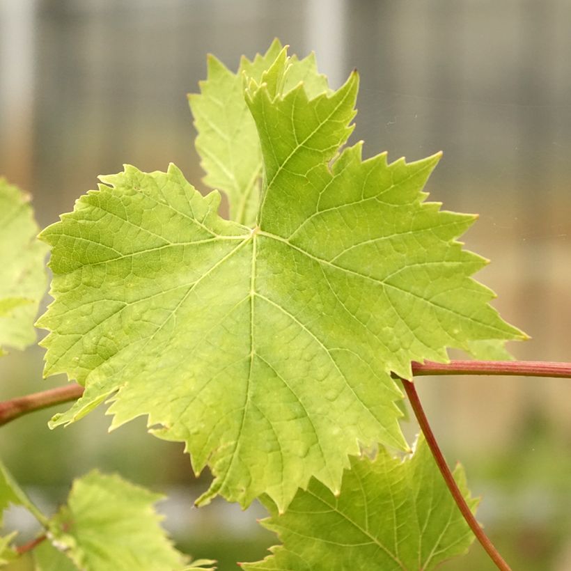 Druif Evita (Blad)