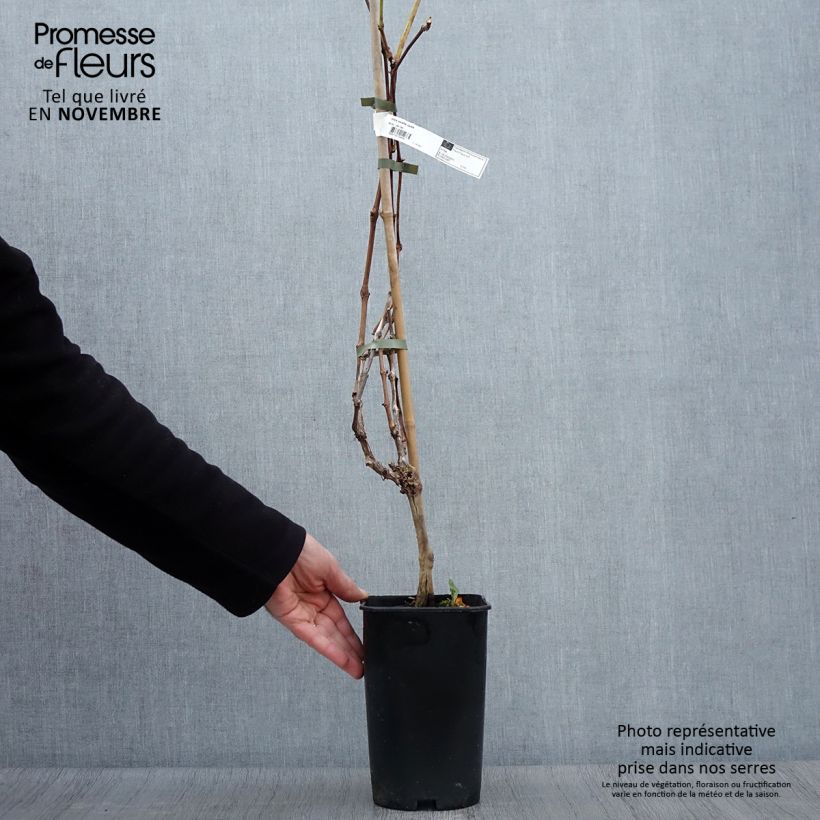 Exemplaar van Druif Exalta Pot van 2 l/3 l zoals geleverd in de herfst
