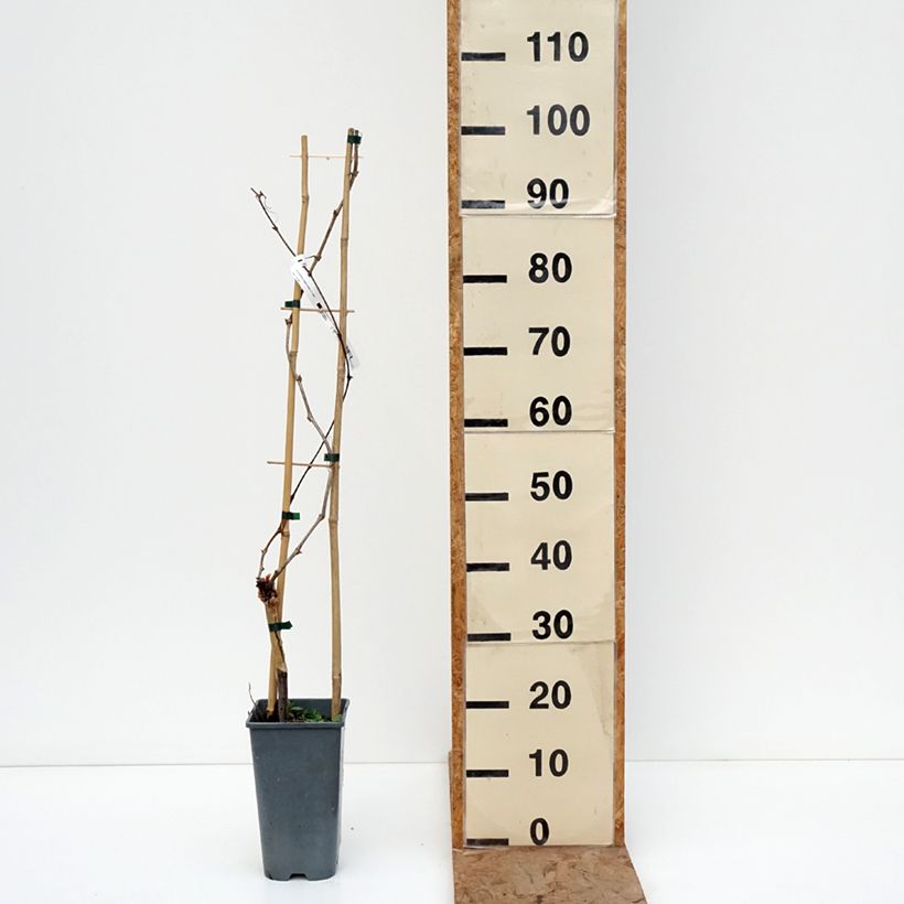 Exemplaar van Druif Exalta Pot van 2 l/3 l zoals geleverd in de winter