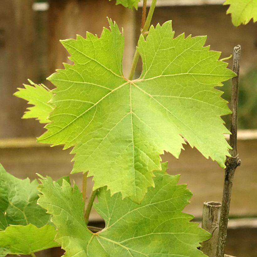 Druif Fanny (Blad)