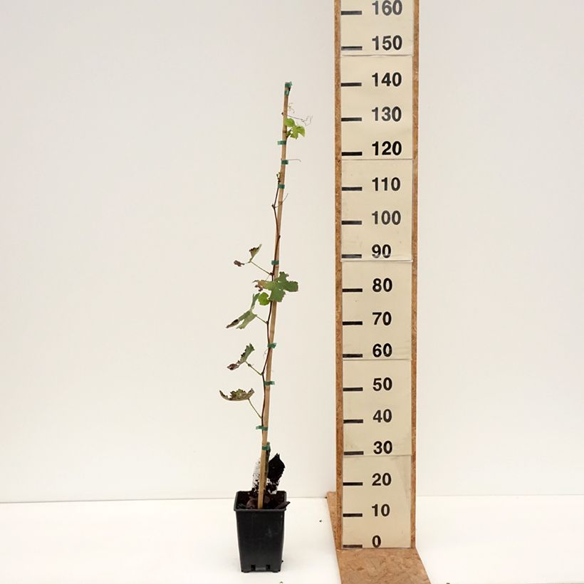 Exemplaar van Vitis Fragola Bianca - Blauwe druif Pot van 1,5 l/2 l zoals geleverd in de herfst