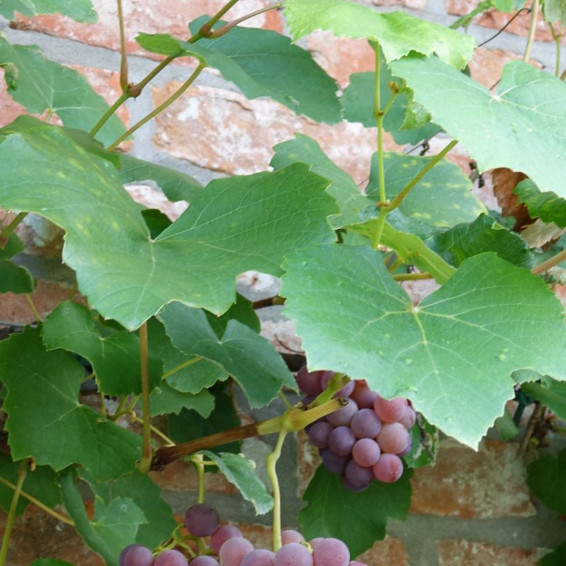 Vitis Fragola Nera - Blauwe druif (Blad)
