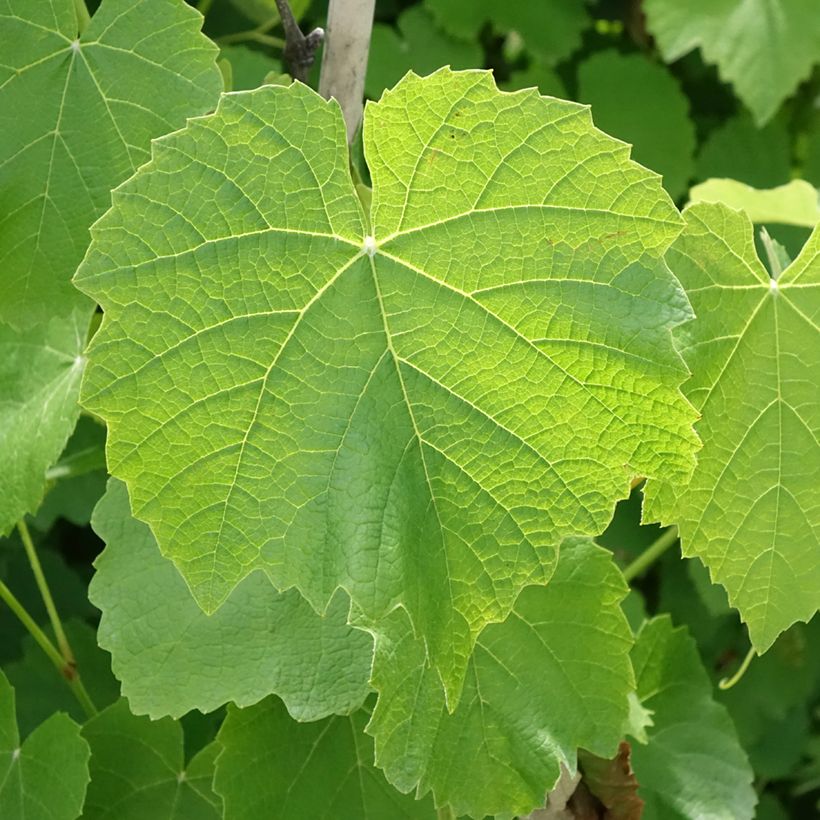Aardbeidruif Fragola Nera (Blad)
