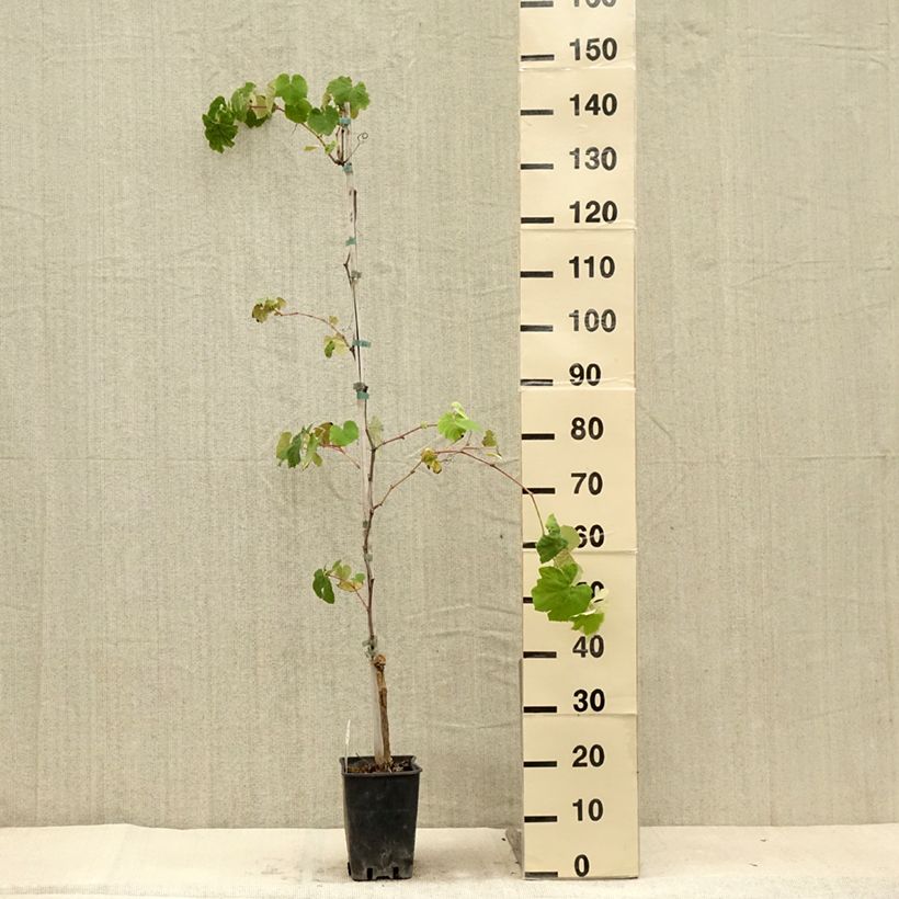 Exemplaar van Vitis Fragola Nera - Blauwe druif Pot van 4 l/5 l zoals geleverd in de zomer