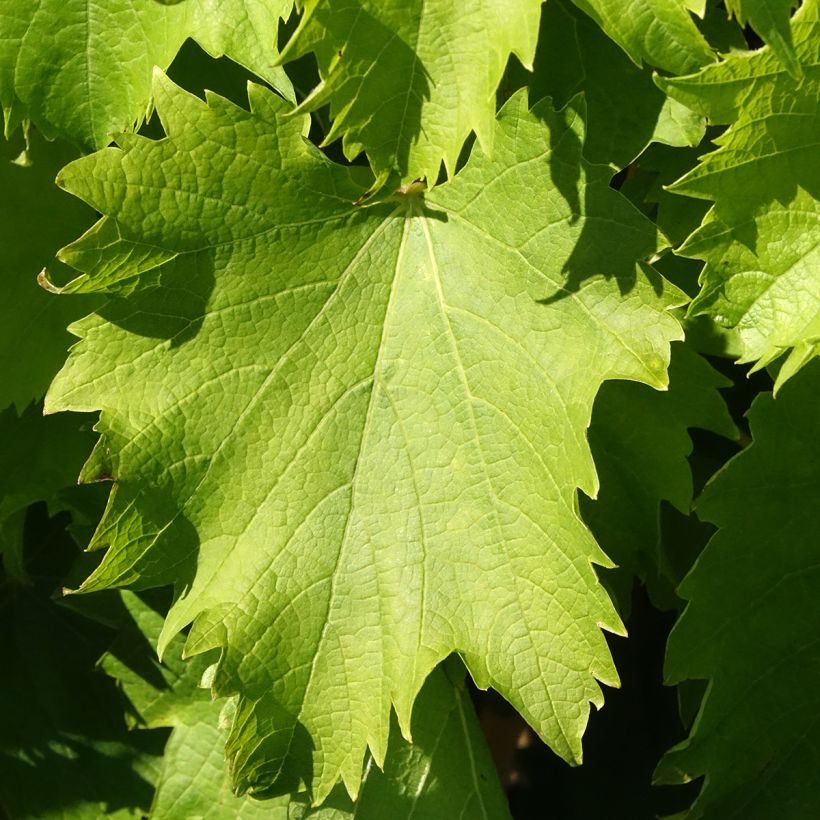 Druif Garant (Blad)