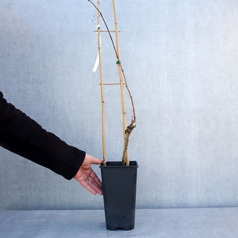 Exemplaar van Vigne Italia Pot de 1,5L/2L zoals geleverd in de winter