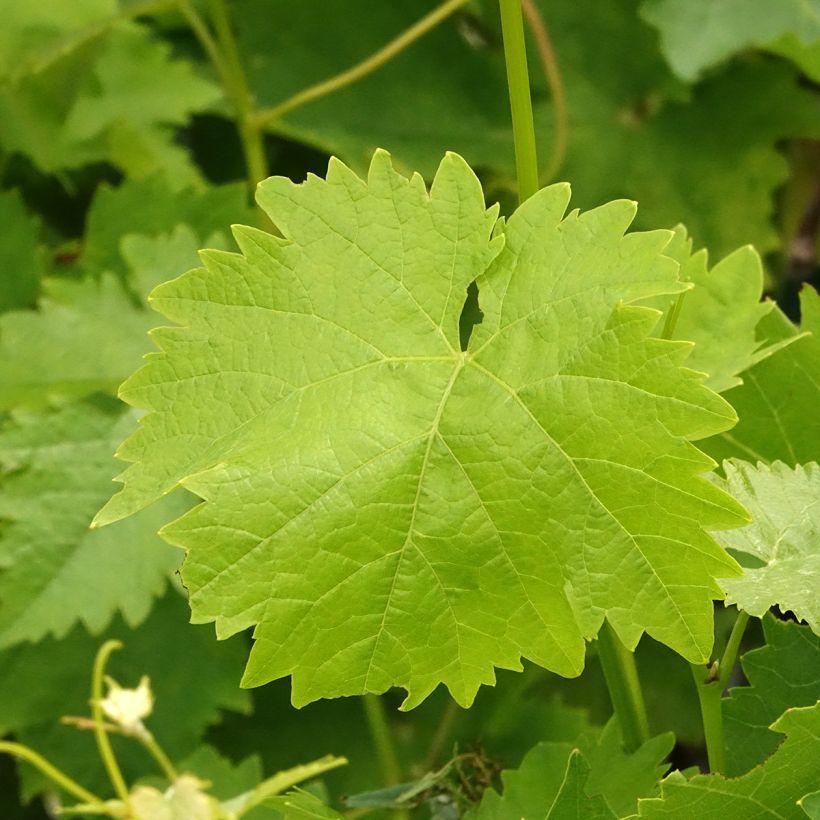 Druif Italia (Blad)
